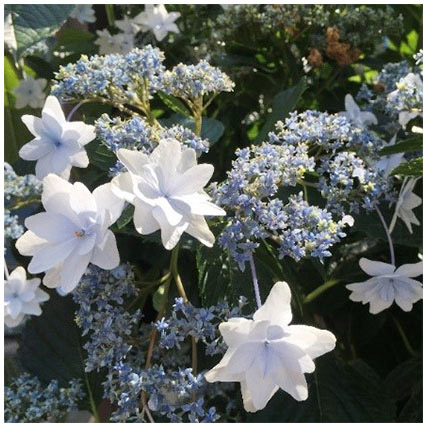 墨田の花火